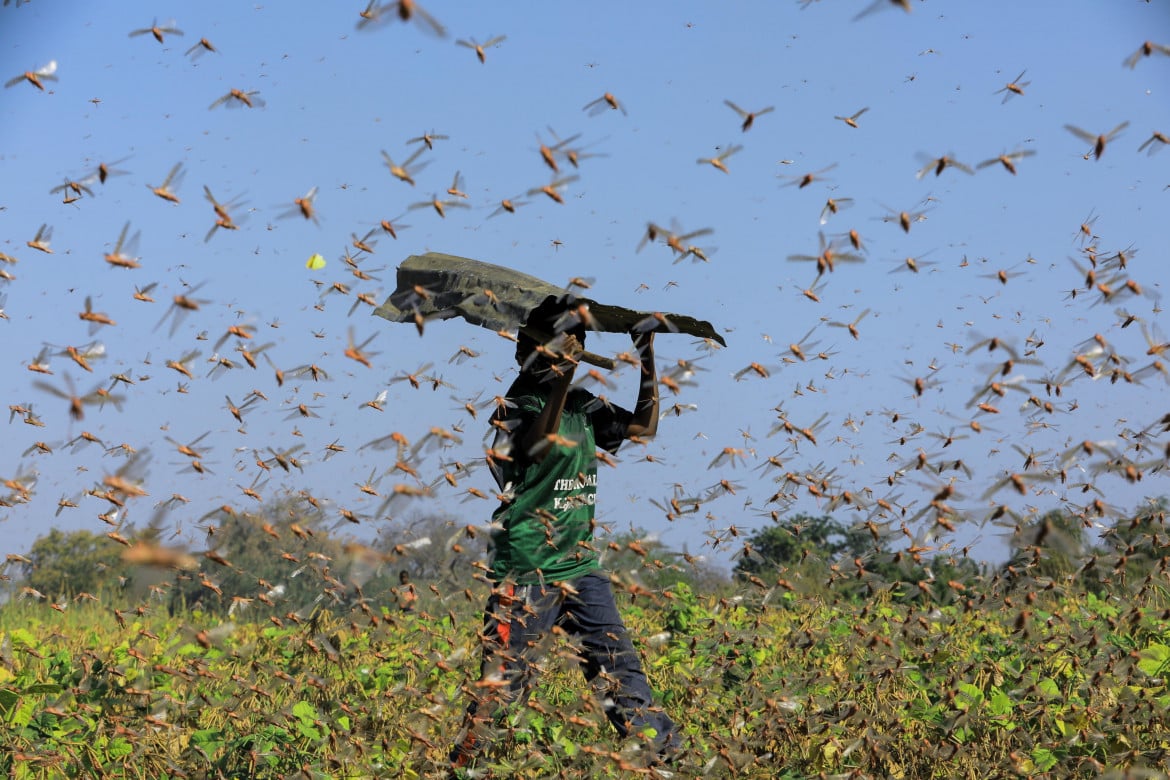 Epidemia di locuste, nei decenni a venire il loro habitat si espanderà