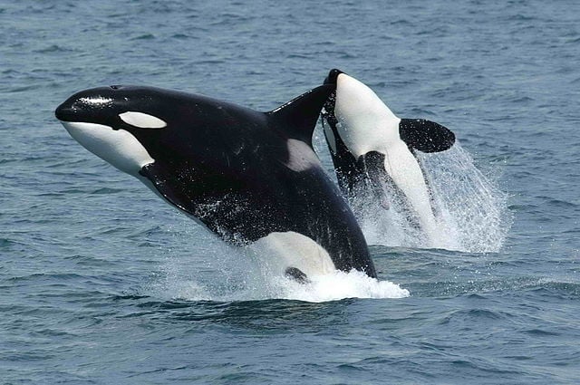 La menopausa delle orche è politica