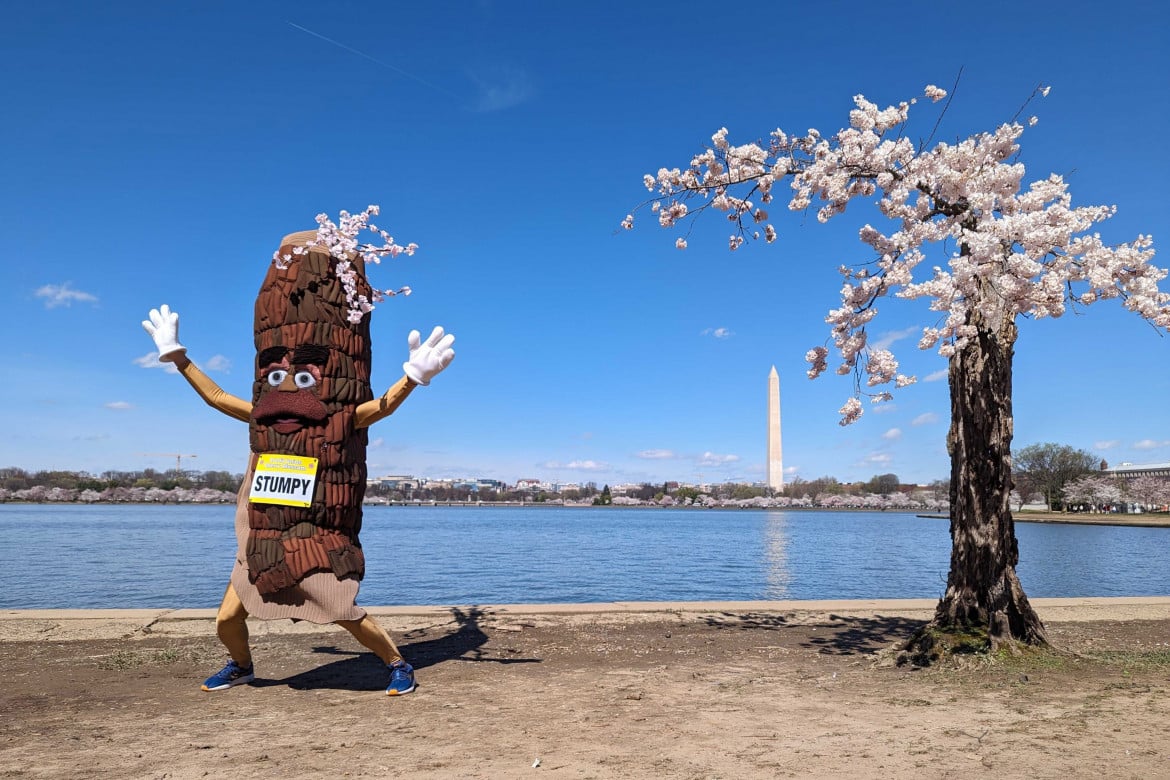 La rovente primavera di Washington D.C.