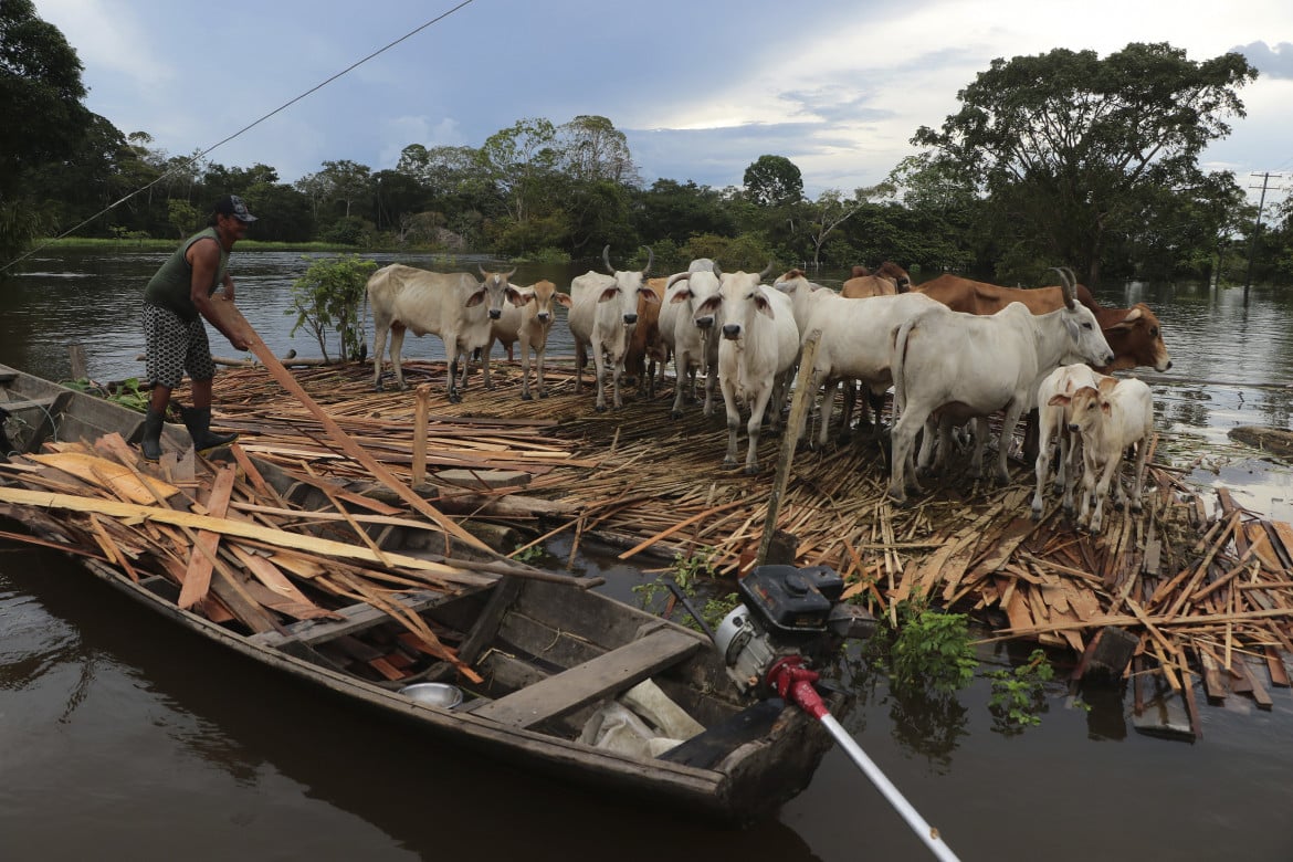 Trasporto di bestiame a Anama, nello stato di Amazonas (Brasile) foto Ap/Edmar Barros)