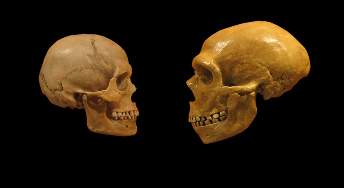 Fratelli di Neanderthal