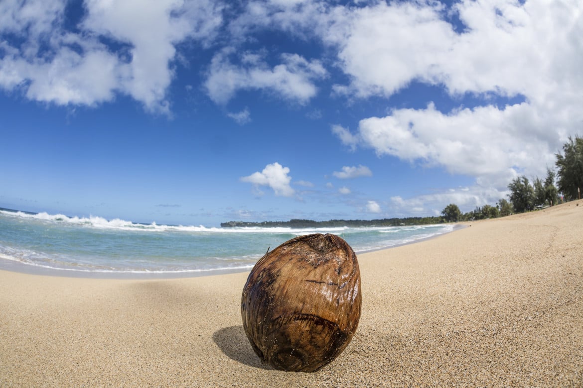 Cocco bello, il fresco delle estati tropicali