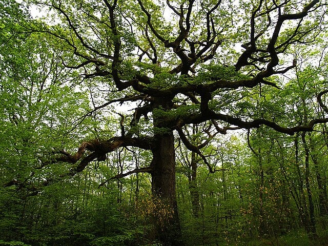 Jean-Luc Bannalec, Brocéliande noir