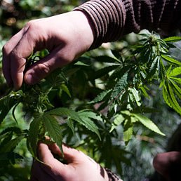 La legge sulla liberalizzazione della cannabis arriva alla Camera