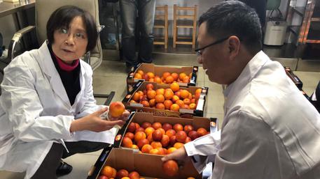 Di Maio festeggia le arance siciliane. Ma ai cinesi interessano i porti (e il 5G)